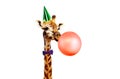 Giraffe blow air balloon birthday party white bg Royalty Free Stock Photo