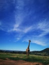 Giraffe blue sky nature park Royalty Free Stock Photo