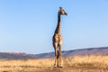 Giraffe Blue Sky Wildlife Animal Royalty Free Stock Photo