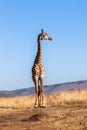 Giraffe Blue Sky Wildlife Animal Royalty Free Stock Photo