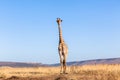 Giraffe Blue Sky Wildlife Animal Royalty Free Stock Photo