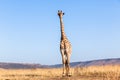 Giraffe Blue Sky Wildlife Animal Royalty Free Stock Photo