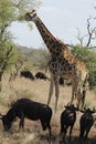 Giraffe with blue wildebees Royalty Free Stock Photo