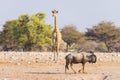 Giraffe and Blue Wildebeest walking in the bush. Wildlife Safari in the Etosha National Park, famous travel destination in Namibia Royalty Free Stock Photo