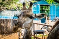 Giraffe at Bonanza Exotic Zoo in Thailand