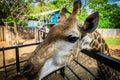 Giraffe at Bonanza Exotic Zoo in Thailand