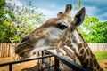 Giraffe at Bonanza Exotic Zoo in Thailand