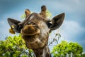 Giraffe at Bonanza Exotic Zoo in Thailand