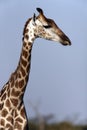 Giraffe - Botswana Royalty Free Stock Photo