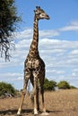 Giraffe - Botswana Royalty Free Stock Photo