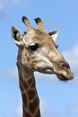 Giraffe - Botswana Royalty Free Stock Photo