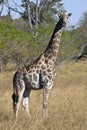 Giraffe - Botswana Royalty Free Stock Photo
