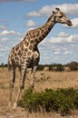 Giraffe - Botswana Royalty Free Stock Photo