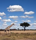 Giraffe - Botswana Royalty Free Stock Photo