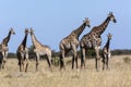 Giraffe - Botswana - Africa Royalty Free Stock Photo