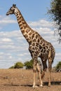 Giraffe - Botswana - Africa Royalty Free Stock Photo