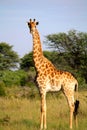 Giraffe in Botswana