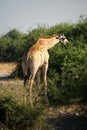 Giraffe browsing on a bush Royalty Free Stock Photo