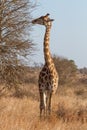 Giraffe Browsing Royalty Free Stock Photo