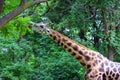 Giraffe Browsing Leaves, Bronx Zoo, New York Royalty Free Stock Photo