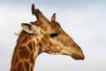 Giraffe bull adorned with oxpeckers Royalty Free Stock Photo