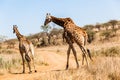 Giraffe Bull Female Animal Wildlife Royalty Free Stock Photo
