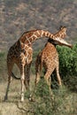 Giraffe Bull Fight Royalty Free Stock Photo