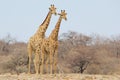 Giraffe Bull - Wildlife Background from Africa - Brother Pose Royalty Free Stock Photo