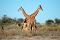 Giraffe bulls Royalty Free Stock Photo