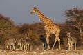 Giraffe and zebras, etosha nationalpark, namibia Royalty Free Stock Photo