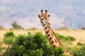 Giraffe and bush Royalty Free Stock Photo