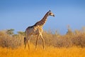 Giraffe in bush forest, evening light, sunset. Idyllic giraffe silhouette with evening blue sky, Botswana, Africa. Wildlife scene