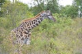 Giraffe in bush, Tanzania