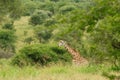 Giraffe in the bush Royalty Free Stock Photo