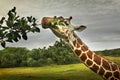 Giraffe in Calauit Island Royalty Free Stock Photo