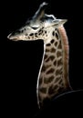 Giraffe Calf