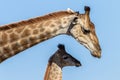 Giraffe Calf Affections Wildlife Animals Royalty Free Stock Photo