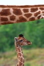 Giraffe calf below the neck of her mother Royalty Free Stock Photo
