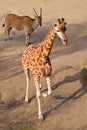 Giraffe calf and eland antelope Royalty Free Stock Photo