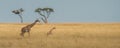 A giraffe calf is frolicking in the savannah