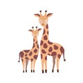 Giraffe with calf isolated on white background. Family of cute wild African savannah herbivorous animals. Parent with Royalty Free Stock Photo