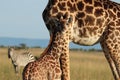 Giraffe mom and her baby in the african savannah. Royalty Free Stock Photo