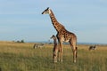 Giraffe mom and her baby in the african savannah. Royalty Free Stock Photo