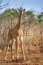 Giraffe calf in Kruger National Park