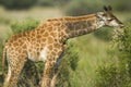 Giraffe Calf Royalty Free Stock Photo