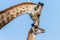 Giraffe Calf Touch Affections Wildlife Royalty Free Stock Photo