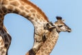 Giraffe Calf Touch Affections Wildlife Royalty Free Stock Photo