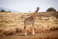 Giraffe Camelopardalis in Ngorongoro