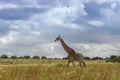 Giraffe camelopardalis