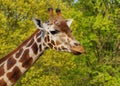Giraffe camelopardalis - young giraffe